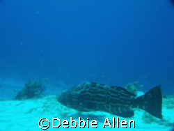 This grouper was swimming along the bottom in Cozumel.  by Debbie Allen 